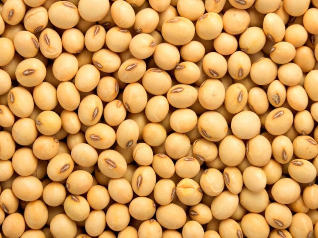 KEDELAI NON GMO from Etiopia